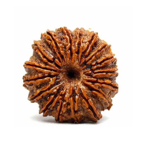 Rudraksha – Sacred Beads of Power, Protection & Peace | Authentic & Energized