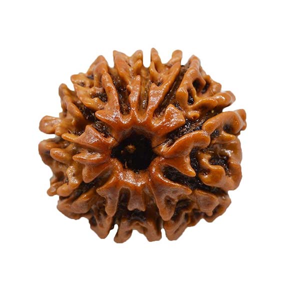 10 Mukhi Rudraksha