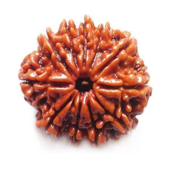 11 Mukhi Rudraksha