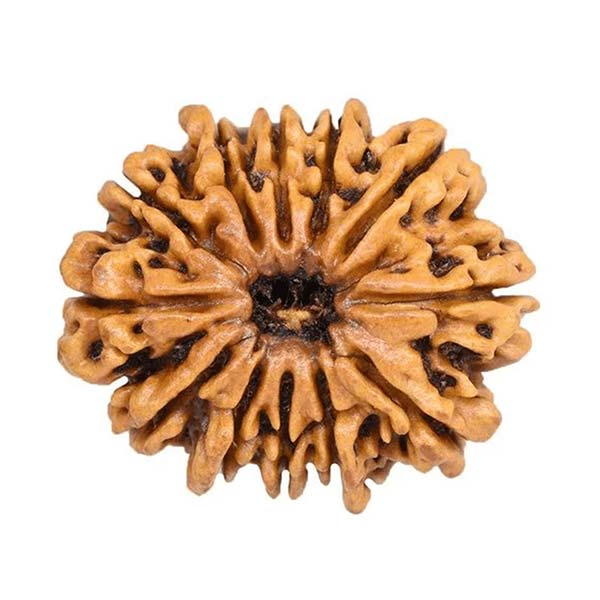 12 Mukhi Rudraksha