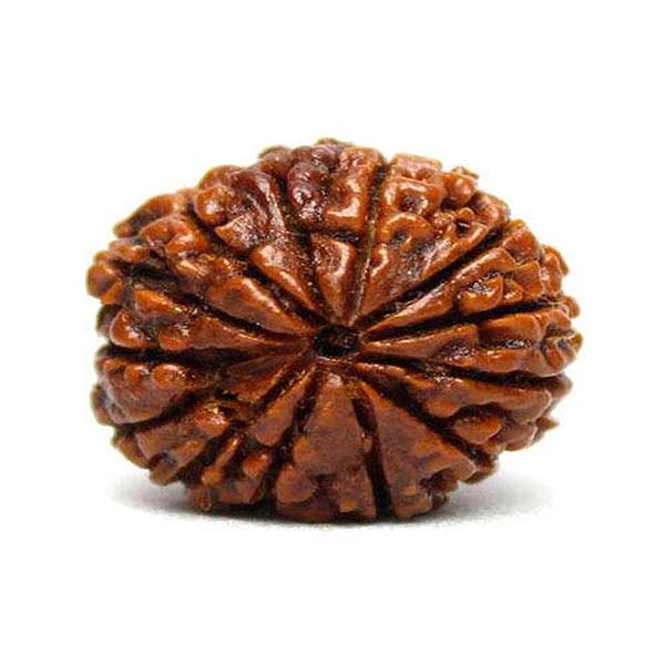 13 Mukhi Rudraksha