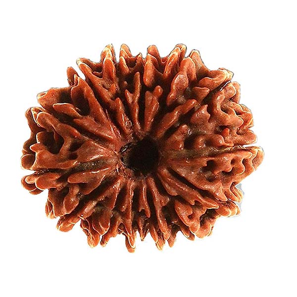 14 Mukhi Rudraksha