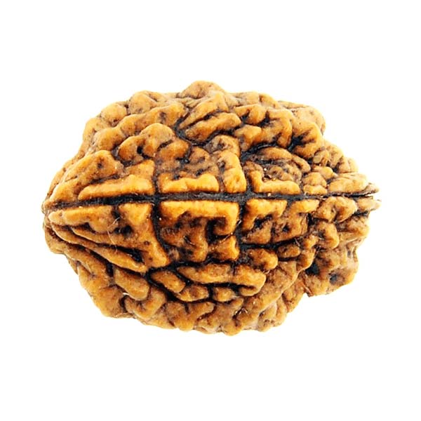 2 Mukhi Rudraksha