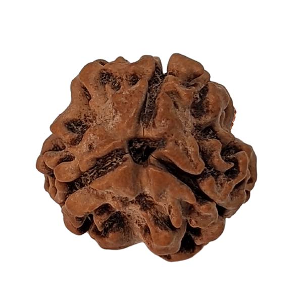 3 Mukhi Rudraksha
