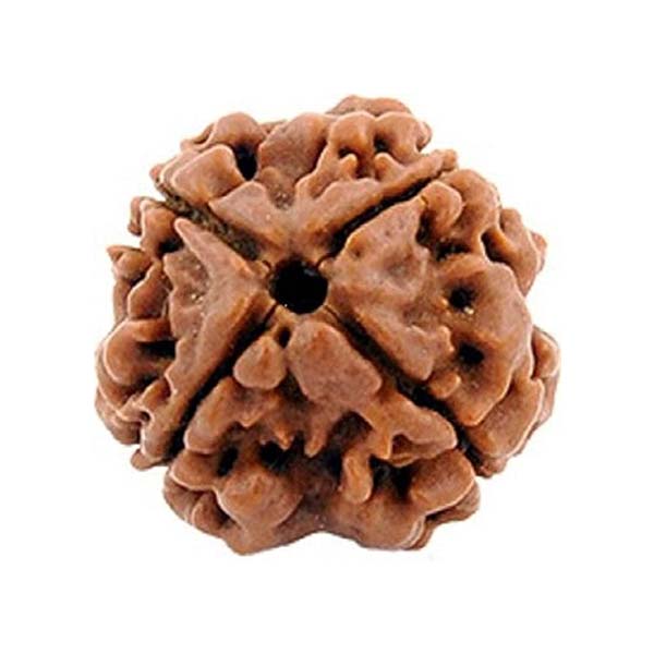 4 Mukhi Rudraksha