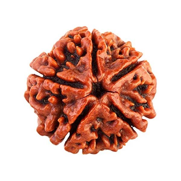 5 Mukhi Rudraksha