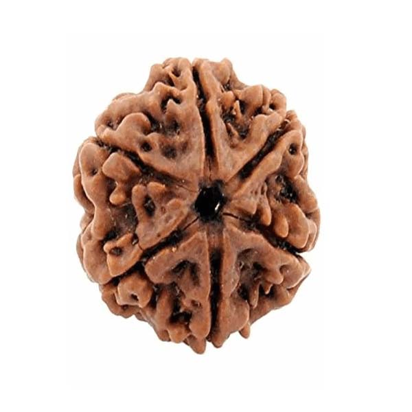 6 Mukhi Rudraksha