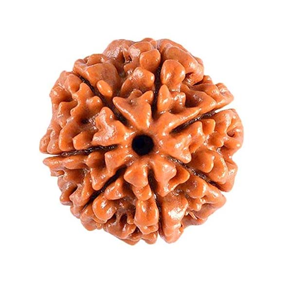 7 Mukhi Rudraksha