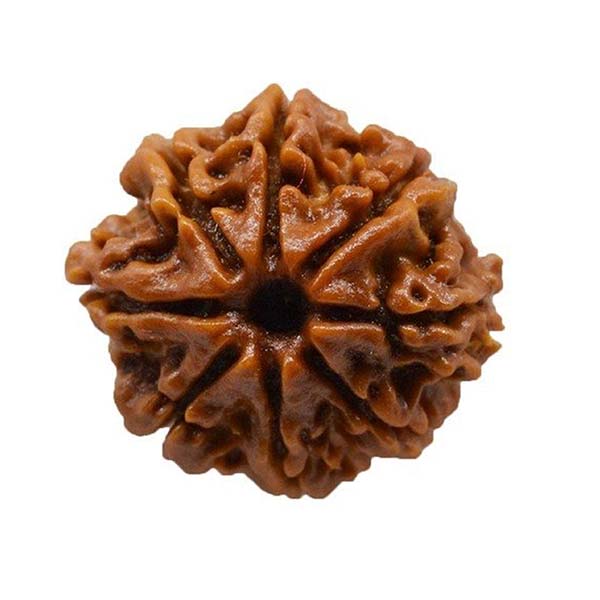 8 Mukhi Rudraksha