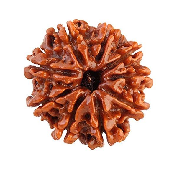 9 Mukhi Rudraksha