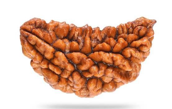 1 Mukhi Rudraksha