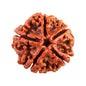 5 Mukhi Rudraksha