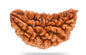 1 Mukhi Rudraksha